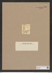 Lysicyclia vogellii Ehr. (de-Toni-Nr.: Genus 224, Species 5511) Zeichnungen Sammlung Grunow Nr. 9469 (NHMW-BOT-W0379336)